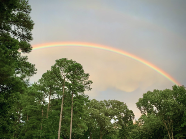 A vivid rainbow arching over green trees.