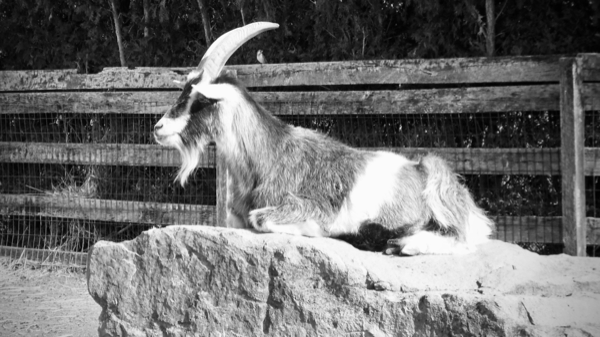 A horned goat sitting on a boulder within its fenced habitat.