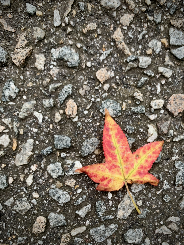A bright yellow, red, and orange leaf on a paved road.